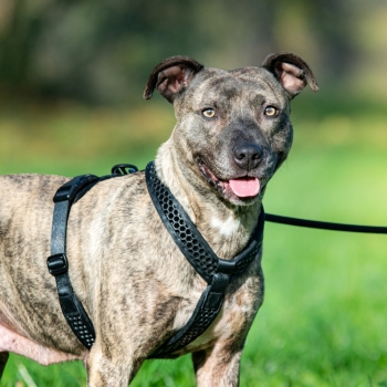 Preview: SOFTY Geschirr - Größe 7 - schwarz/schwarz